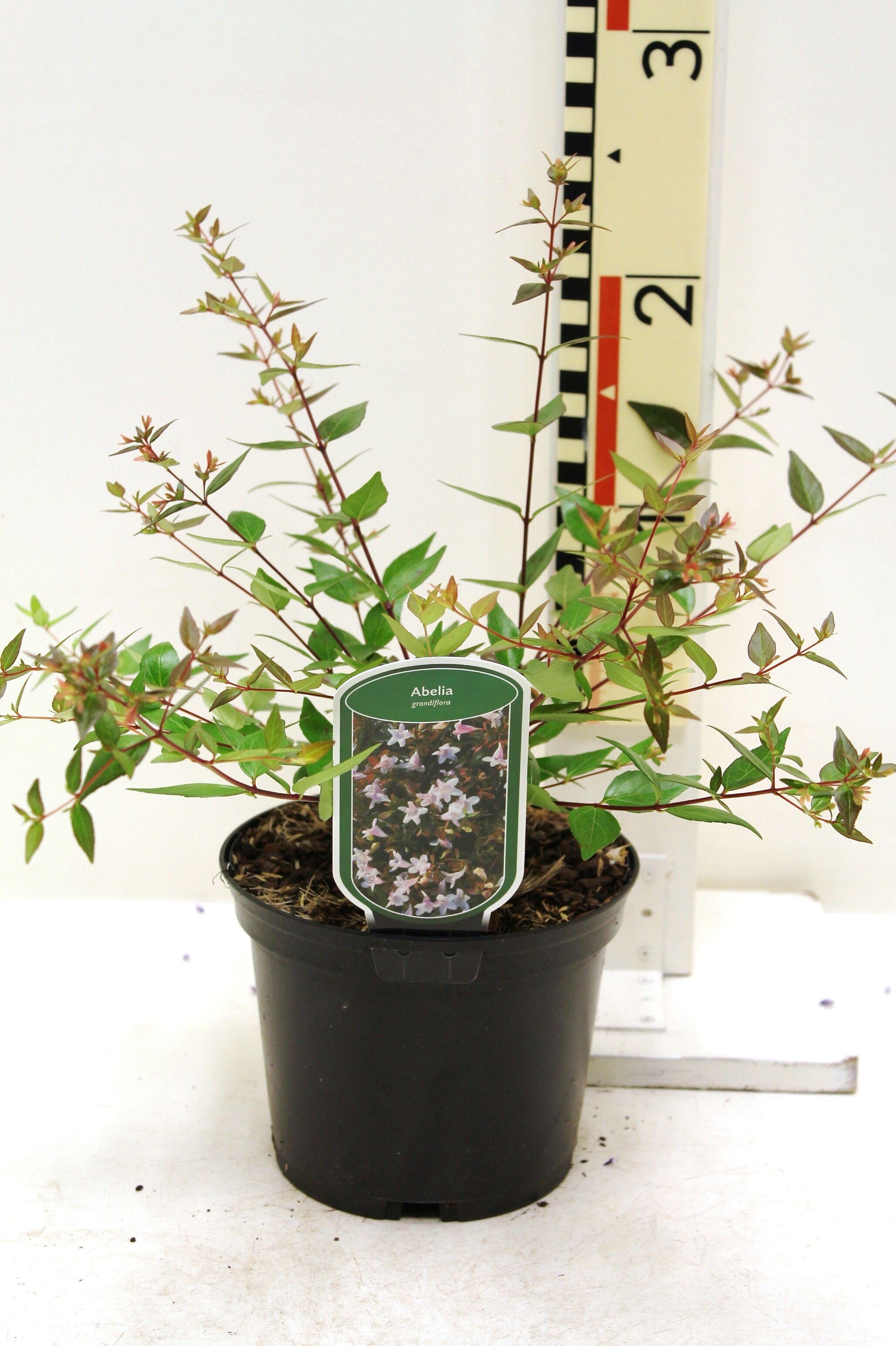 Abelia grandiflora c2 (2)